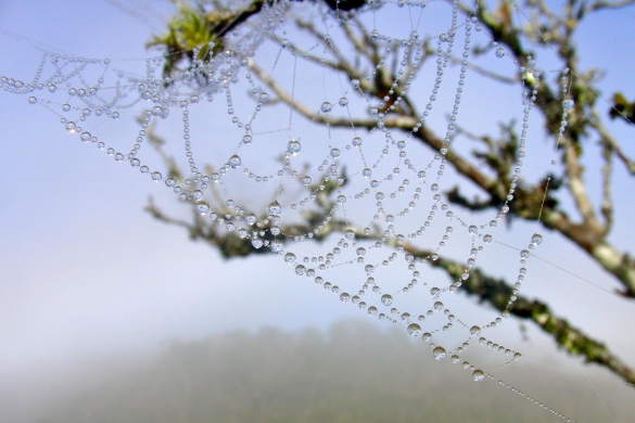 Capturing the morning dew