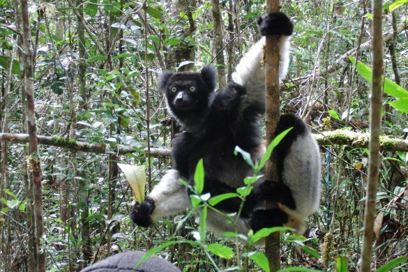 The Indri (Indri indri) is the largest extant lemur