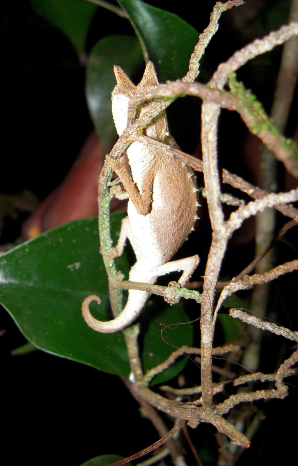 You might be a Leaf chameleon (Brookesia superciliaris). But then again, you might not be...